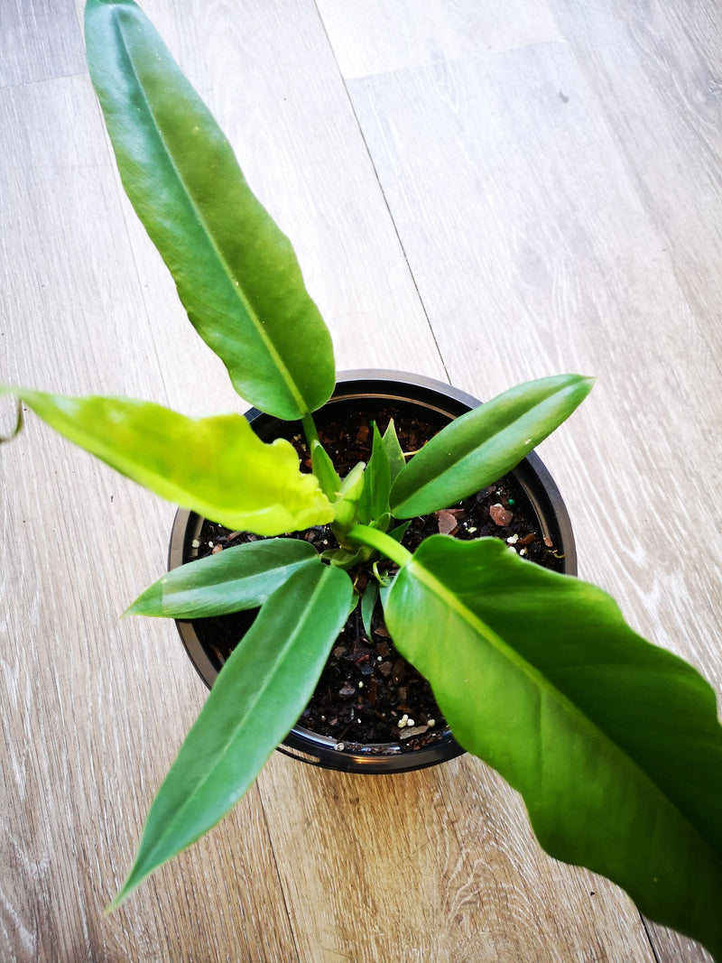 5" Philodendron sp. &