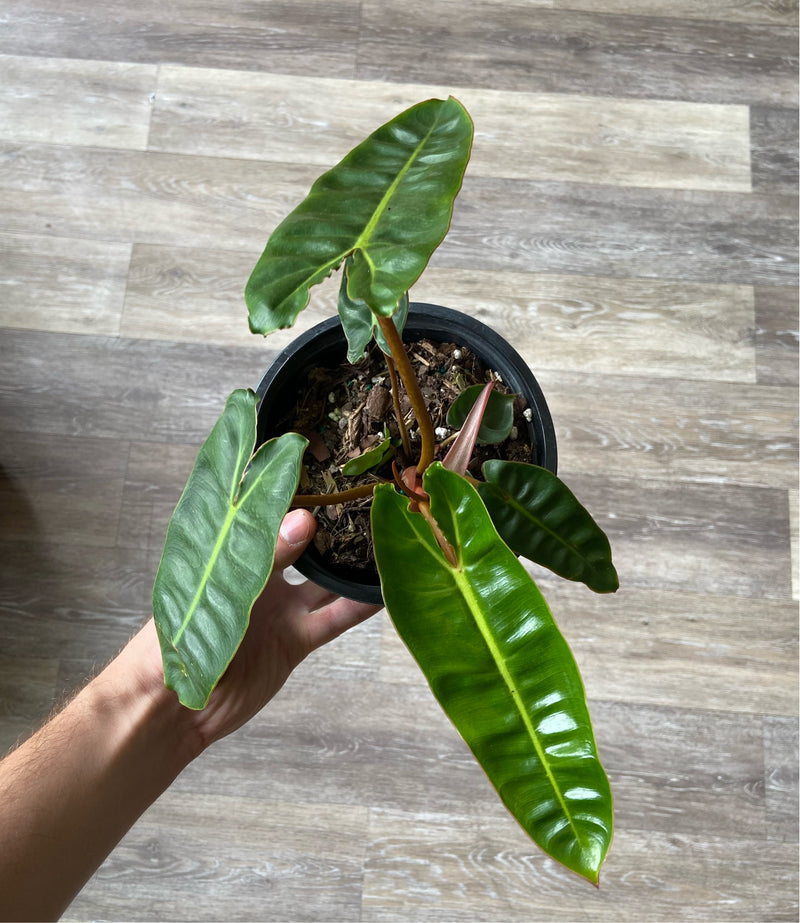 6” Philodendron billietae