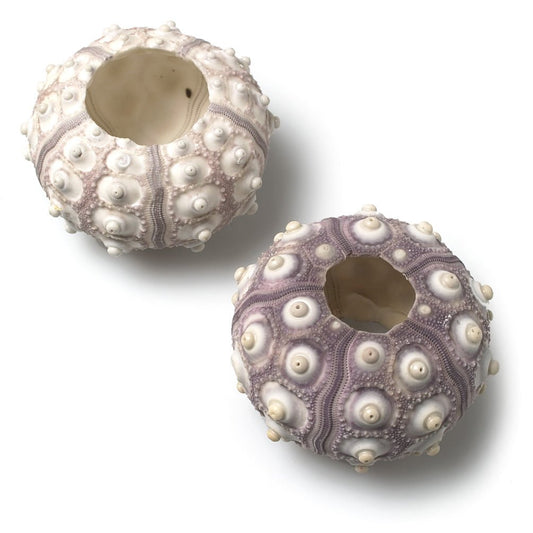 Sputnik Sea Urchin - 2.5" - Grow & Bloom Co.